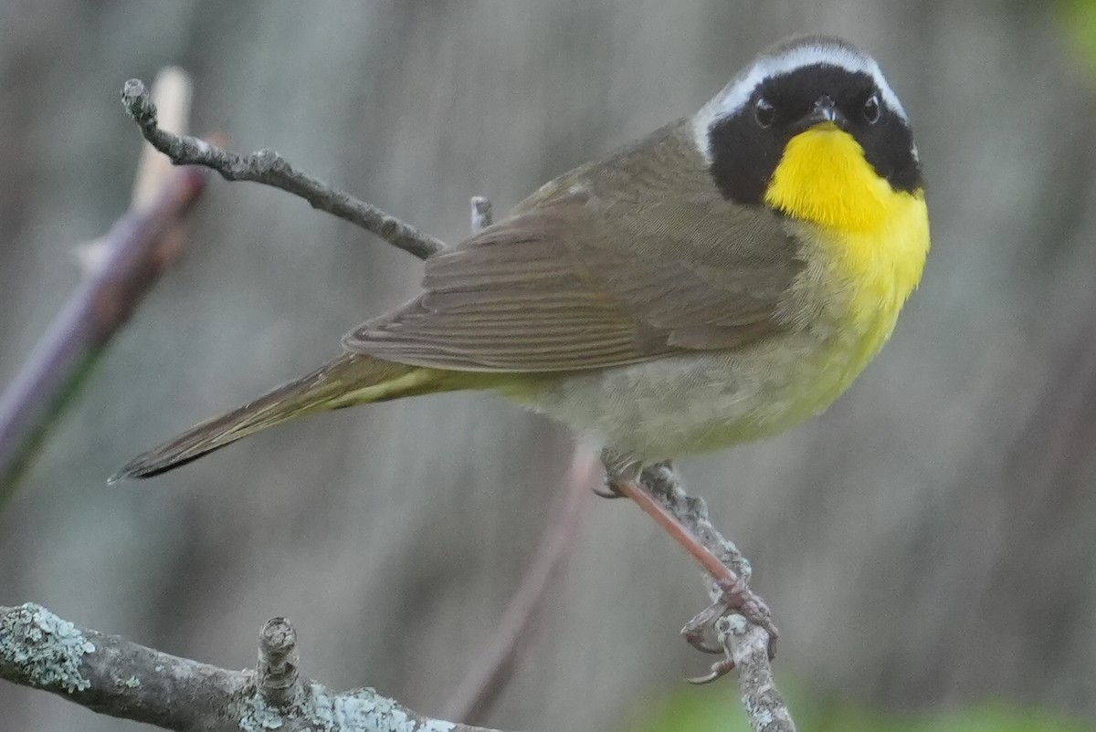 Common Yellowthroat - Emily Mackevicius