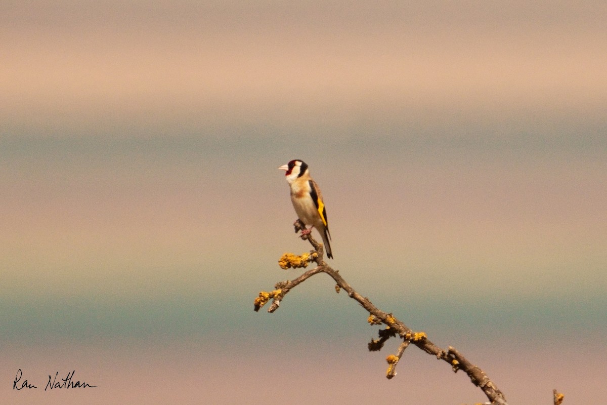 European Goldfinch - Ran Nathan