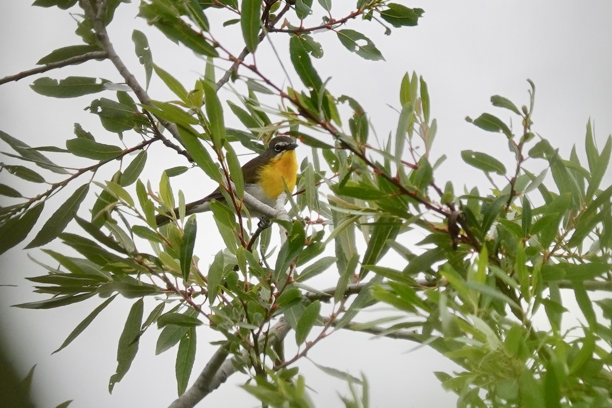 Yellow-breasted Chat - Neepa s