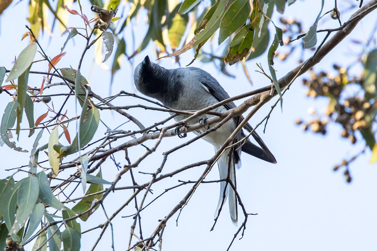 White-bellied Cuckooshrike - ML619215759