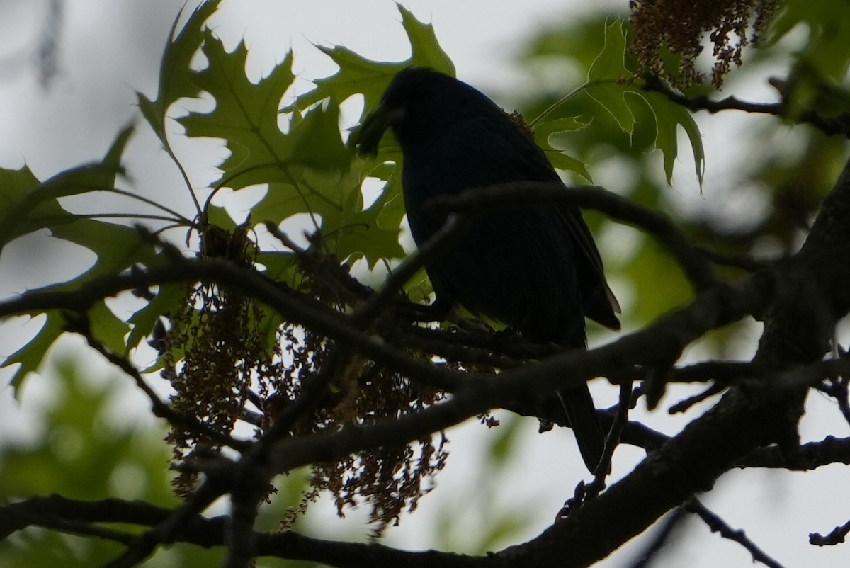 Indigo Bunting - Emily Mackevicius