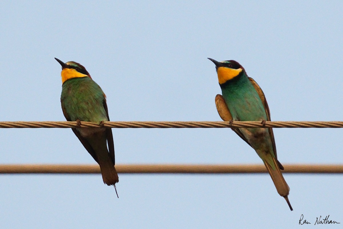 European Bee-eater - ML619215777