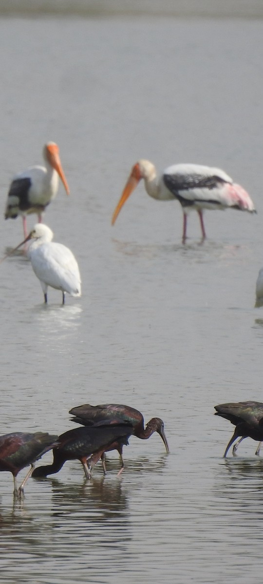 Painted Stork - ML619215783