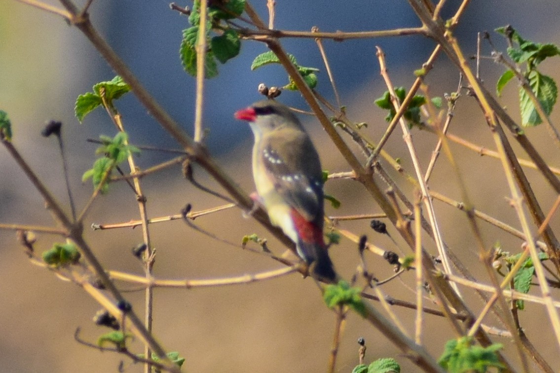 Red Avadavat - Dr Sudhir  Jain