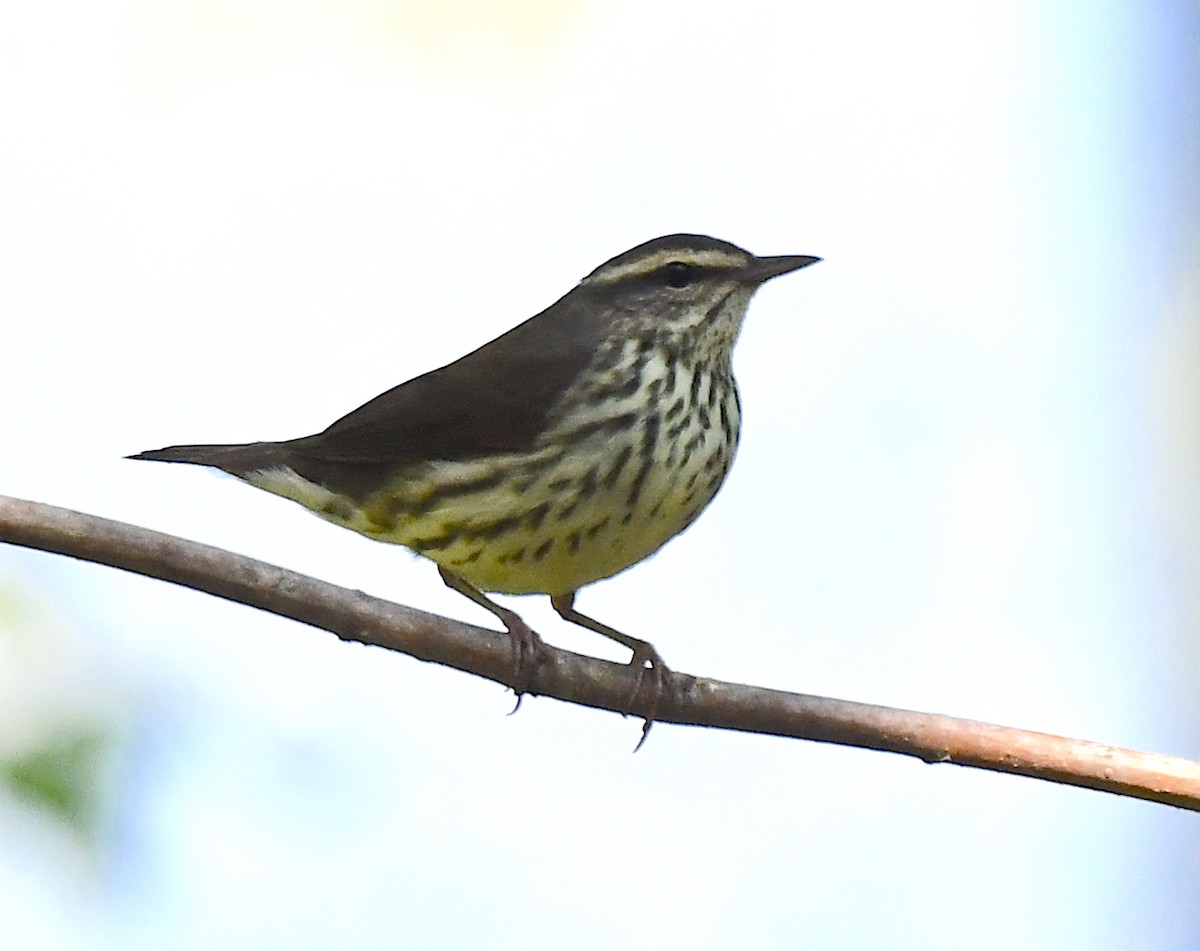 Northern Waterthrush - Kristen Cart