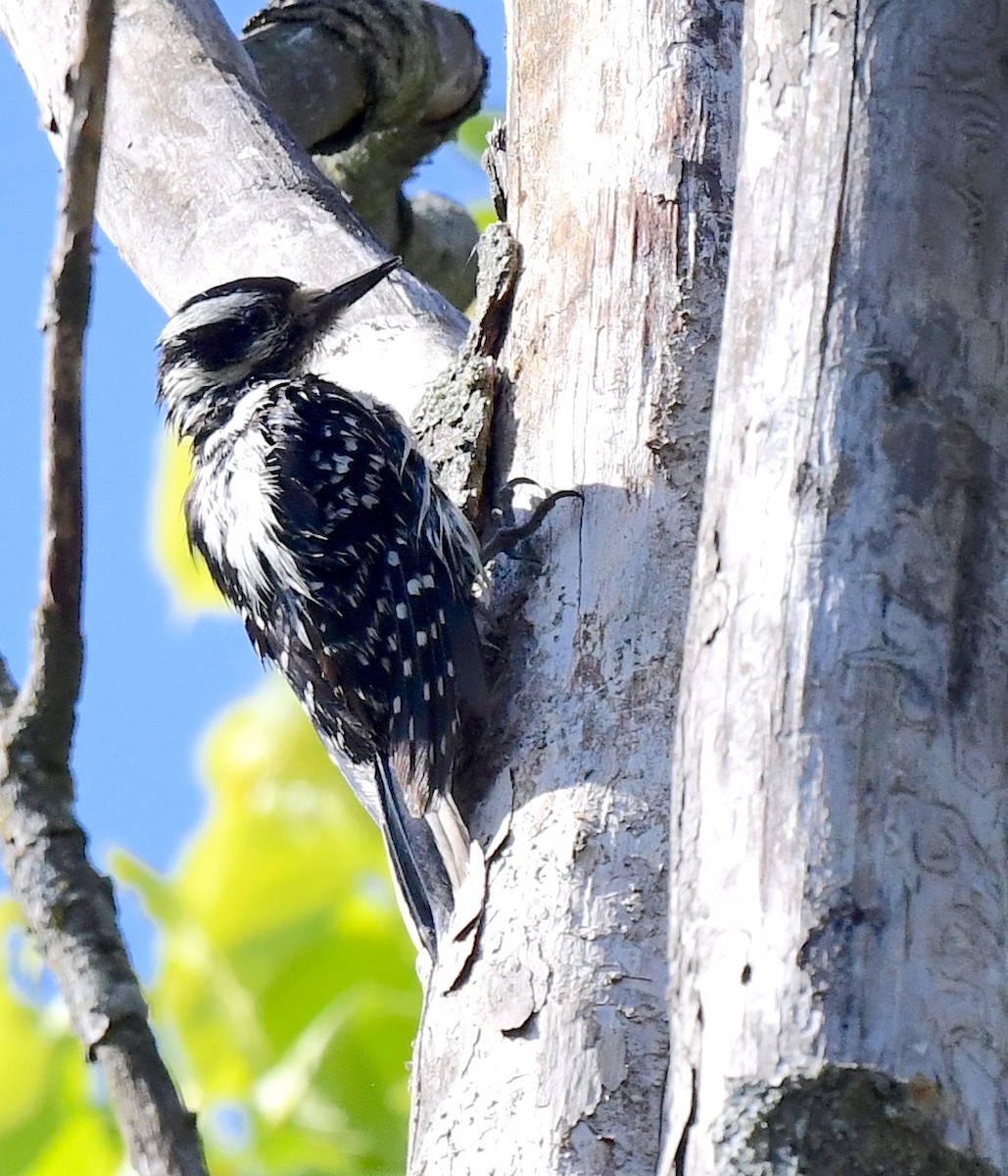 Hairy Woodpecker - ML619215807