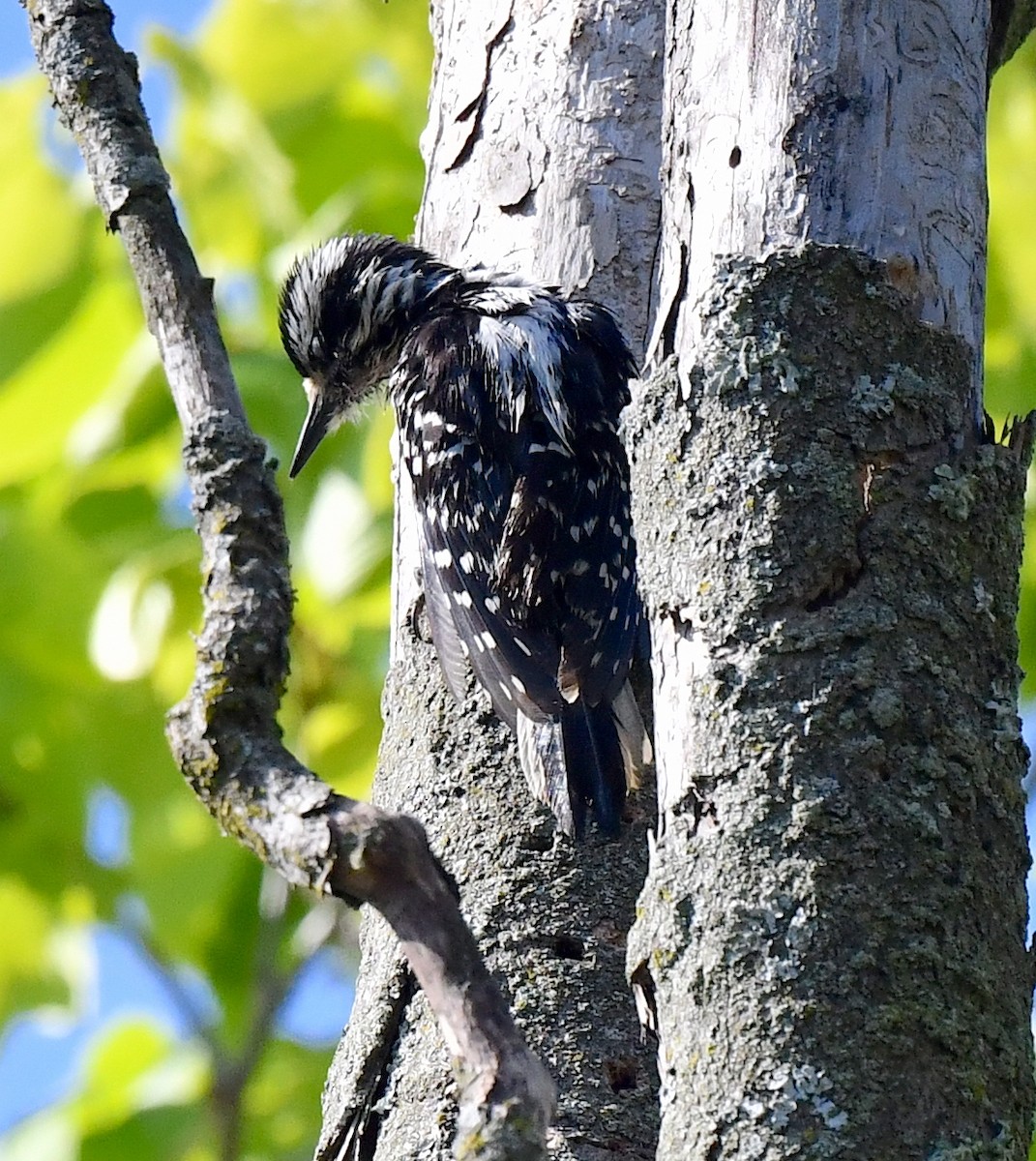 Hairy Woodpecker - ML619215808