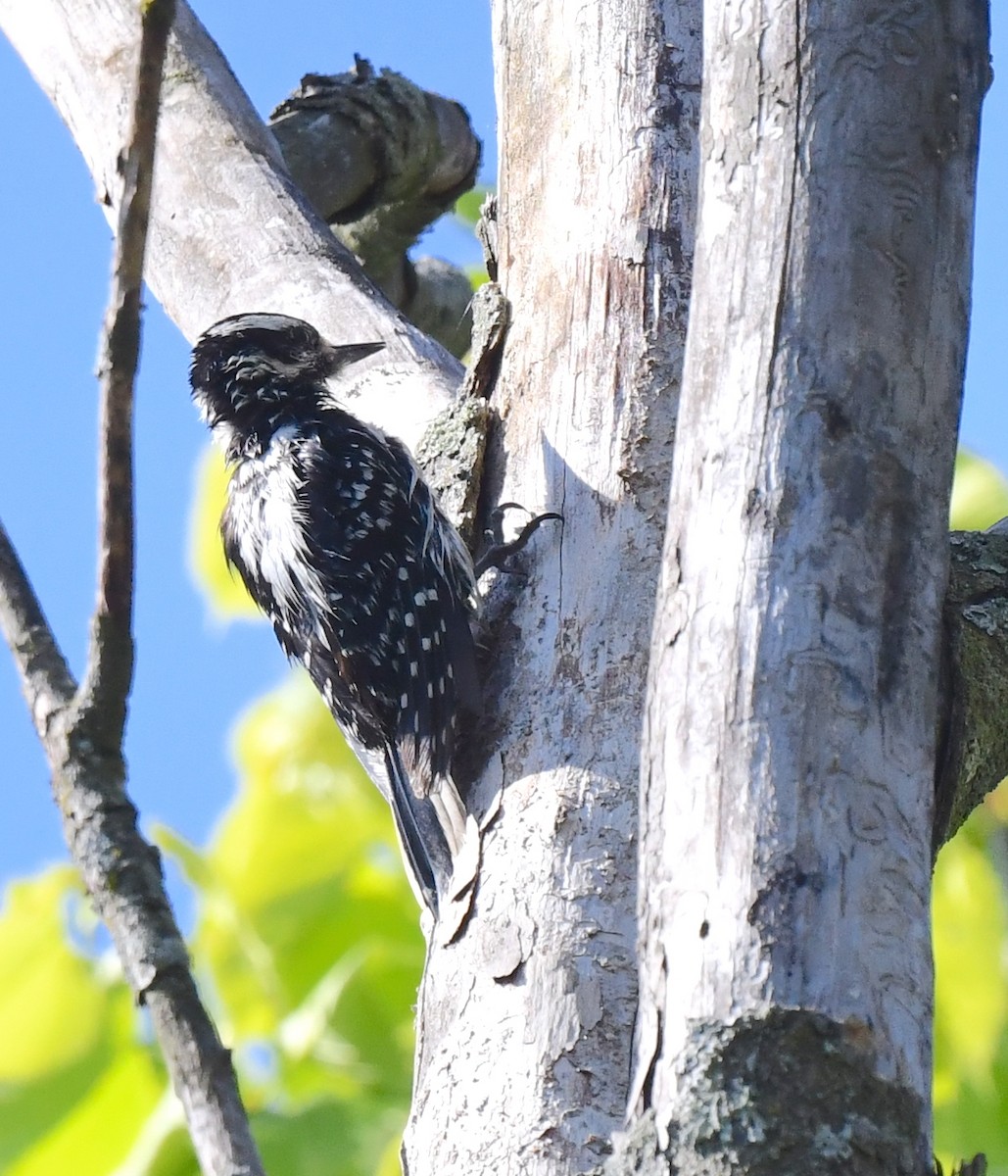 Hairy Woodpecker - ML619215809