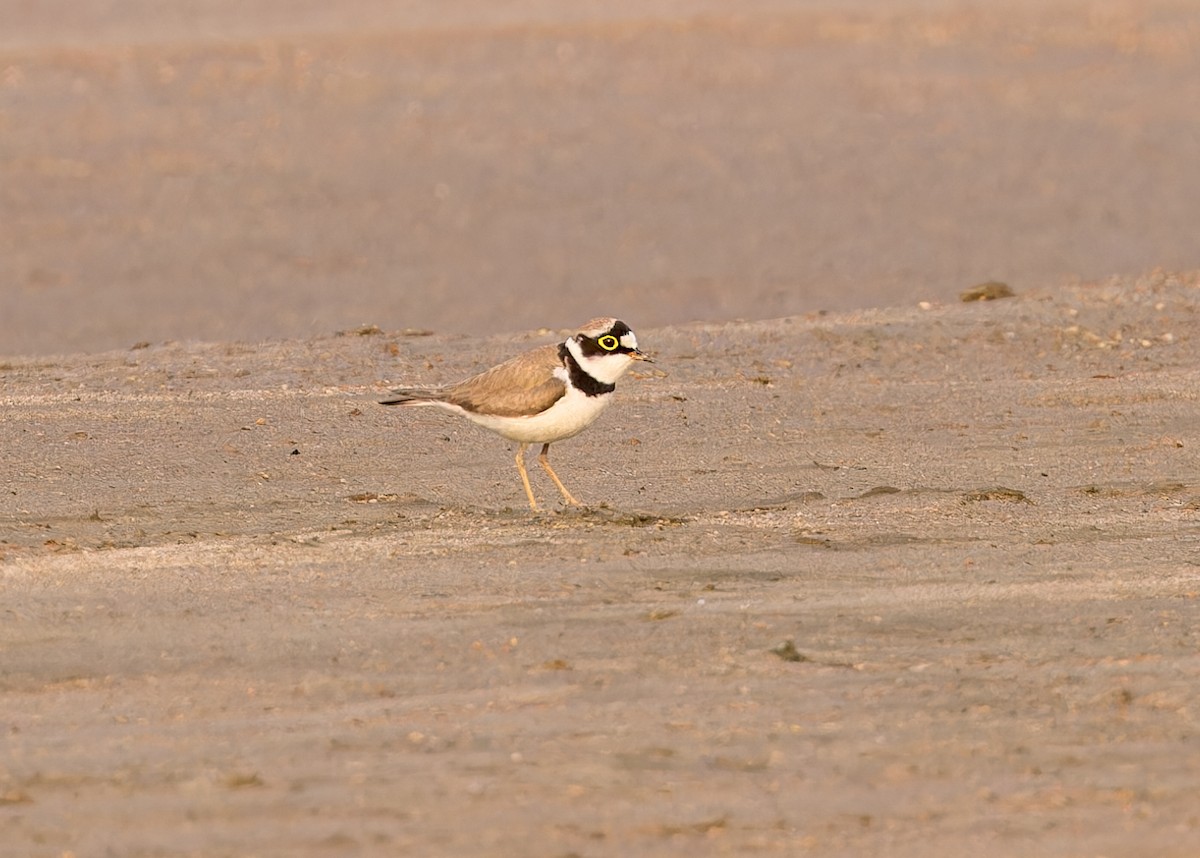 Little Ringed Plover - Ma Yan Bryant