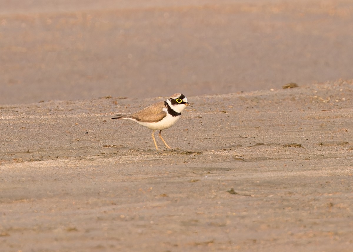 Little Ringed Plover - ML619215831