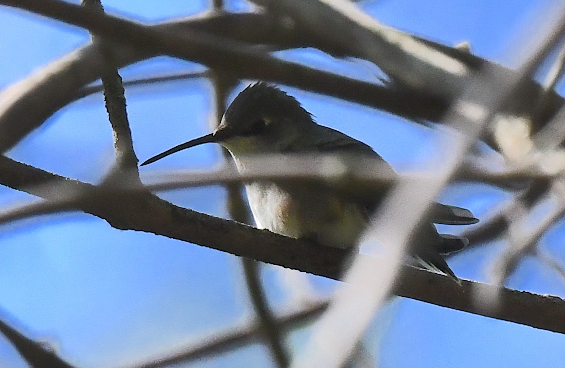 Ruby-throated Hummingbird - Kristen Cart