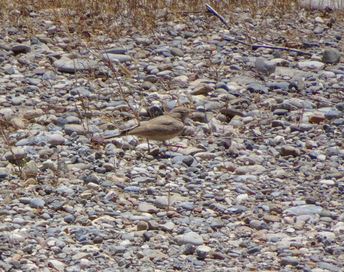 Pale Rockfinch - Kevin Pearce