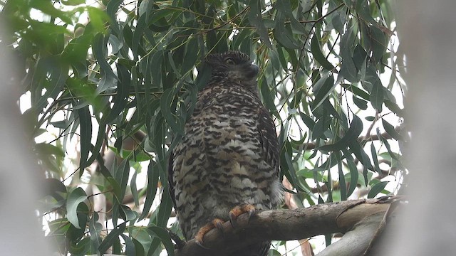 Powerful Owl - ML619215843