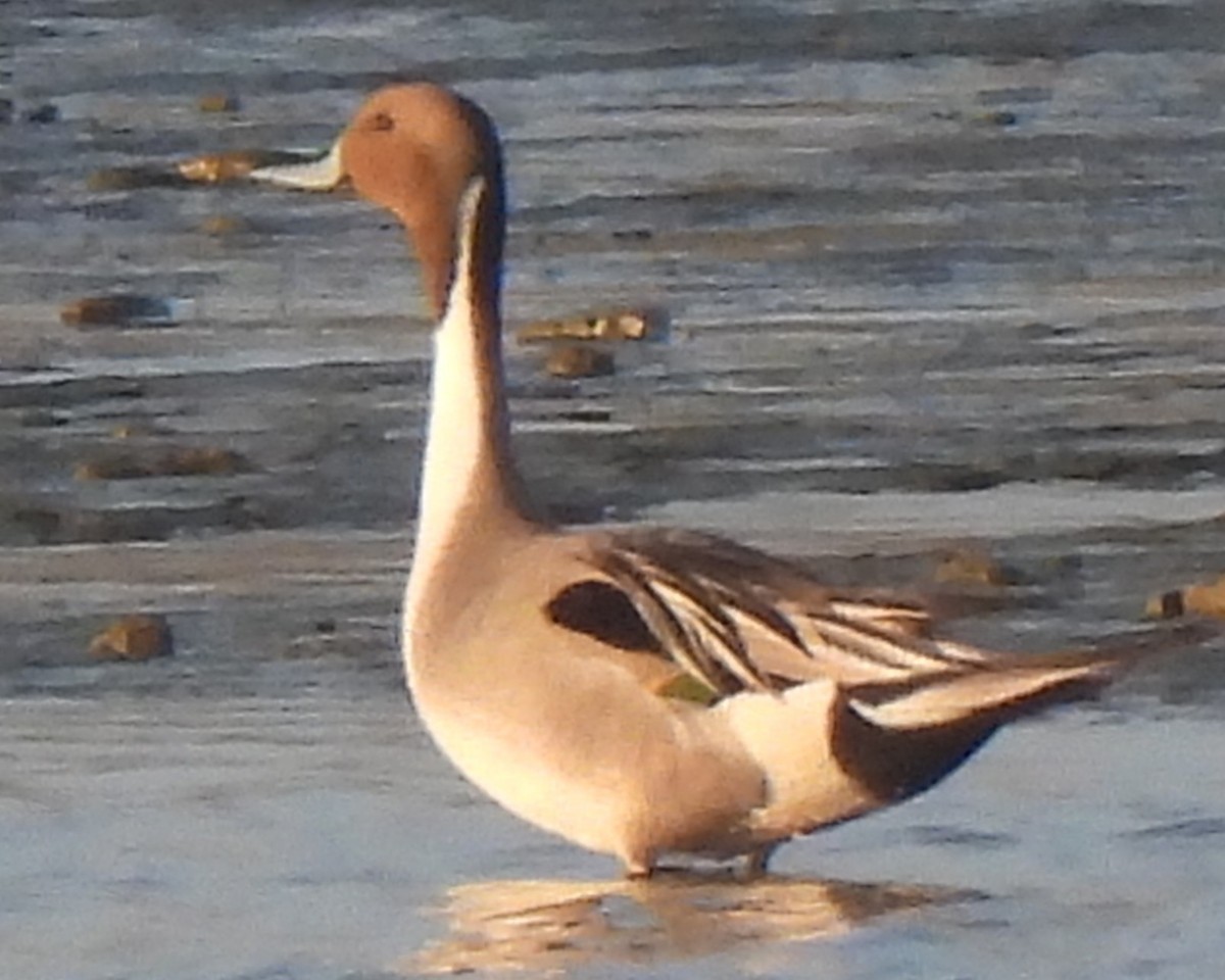 Northern Pintail - Michael I Christie