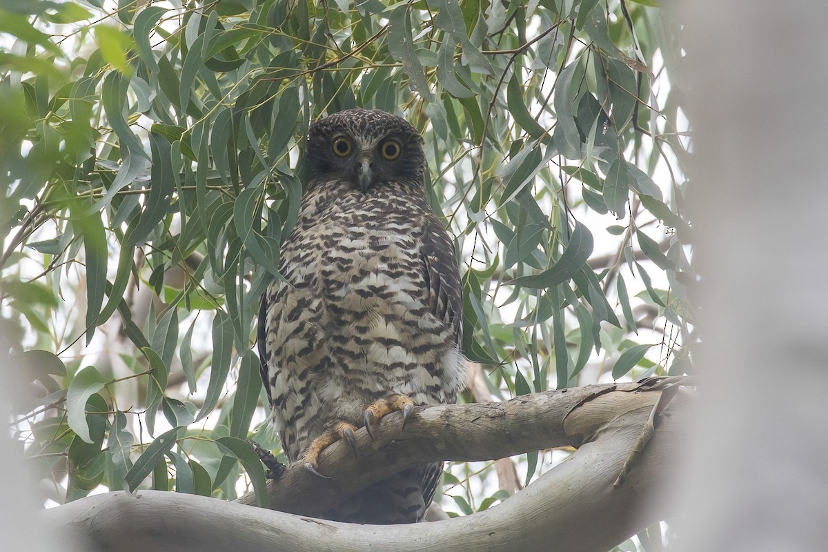 Powerful Owl - Stephanie Owen