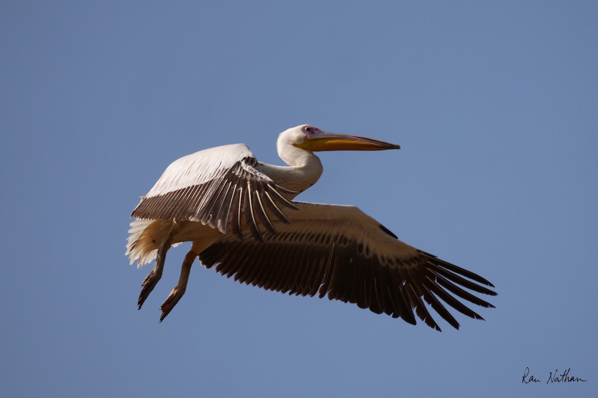 pelikán bílý - ML619215871