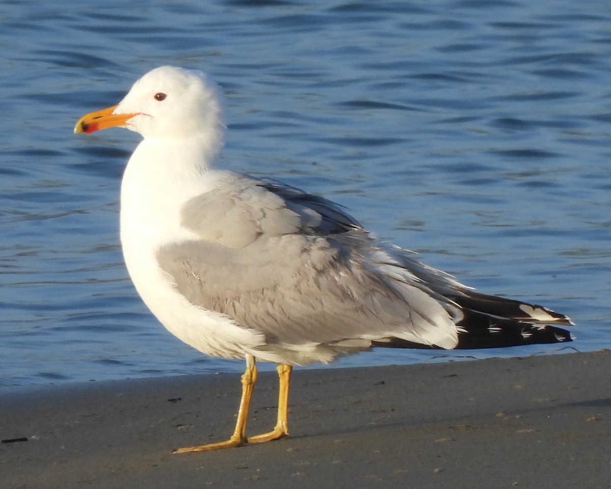 California Gull - ML619215875