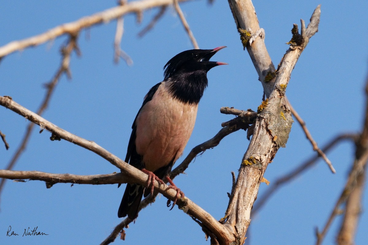 Rosy Starling - ML619215884