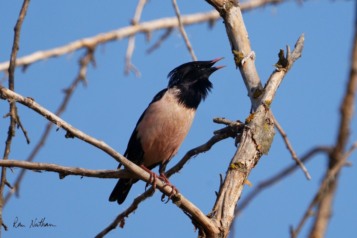 Rosy Starling - ML619215887