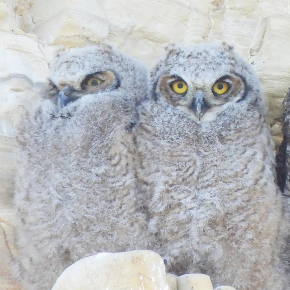 Great Horned Owl - Michael I Christie