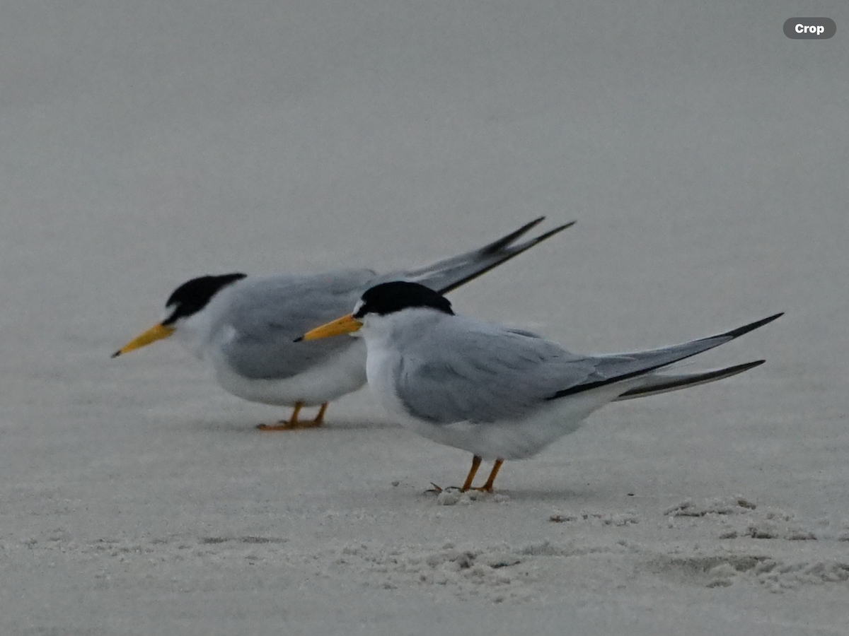 Least Tern - Calvin Rees