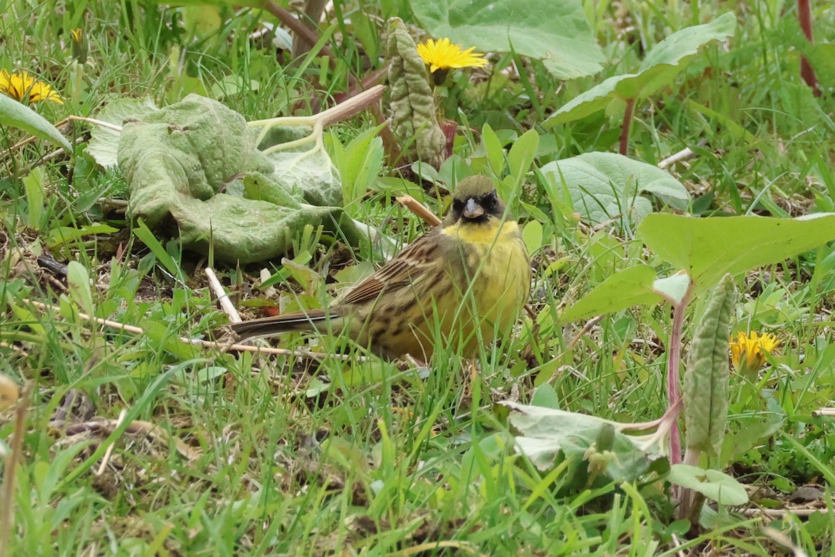 Masked Bunting - 佑淇 陳