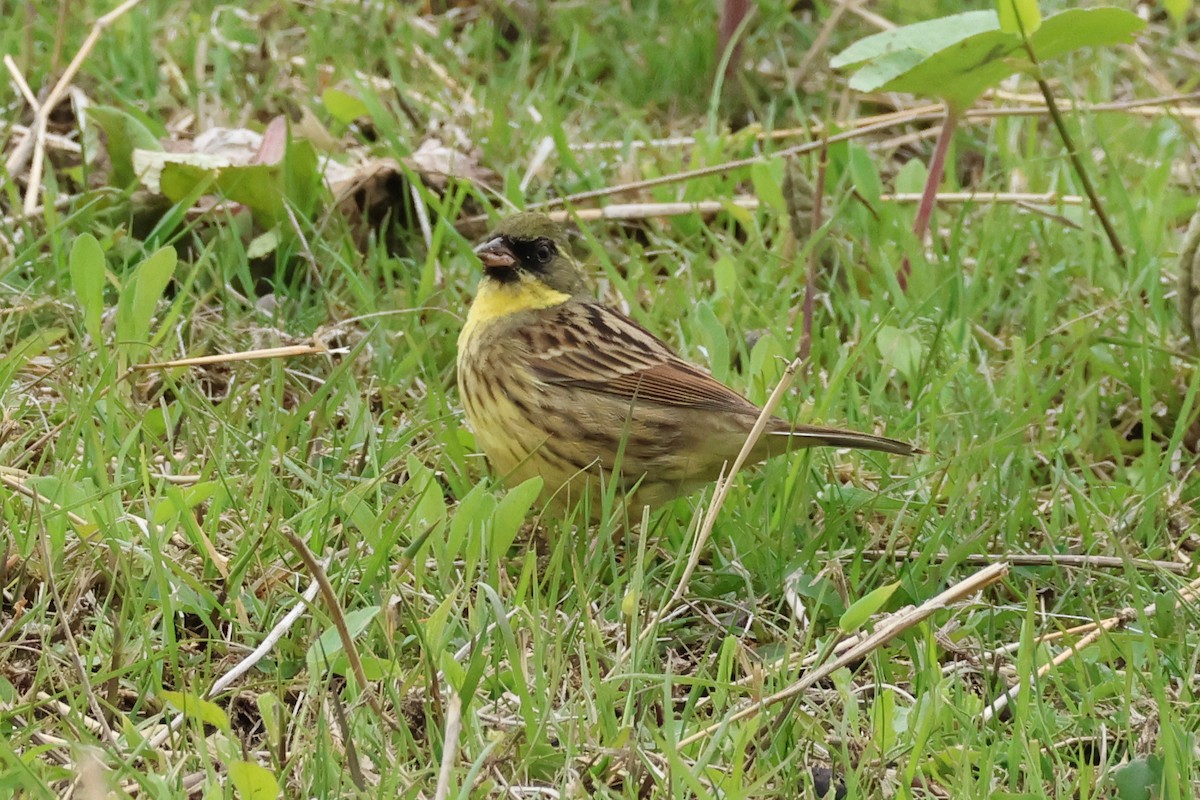 Masked Bunting - 佑淇 陳