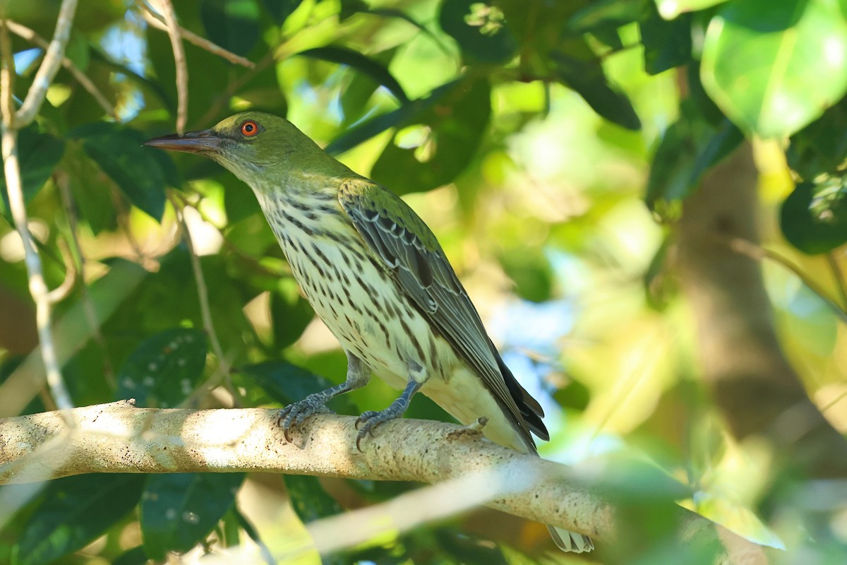 Olive-backed Oriole - ML619215936