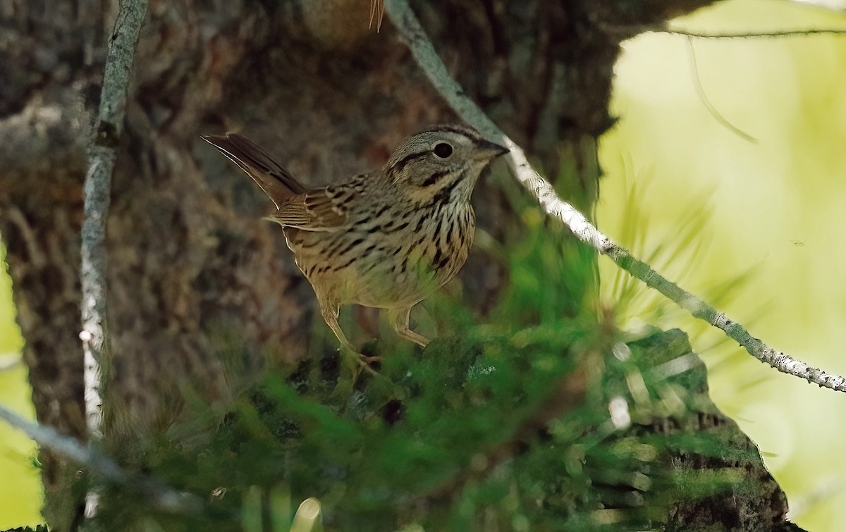 Lincoln's Sparrow - Mark  Ludwick