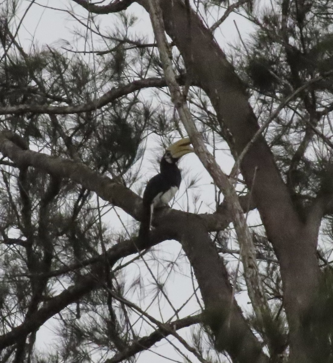 Oriental Pied-Hornbill - ML619215963