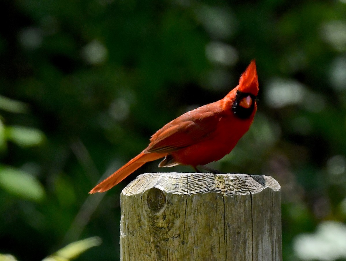 Northern Cardinal - ML619215970