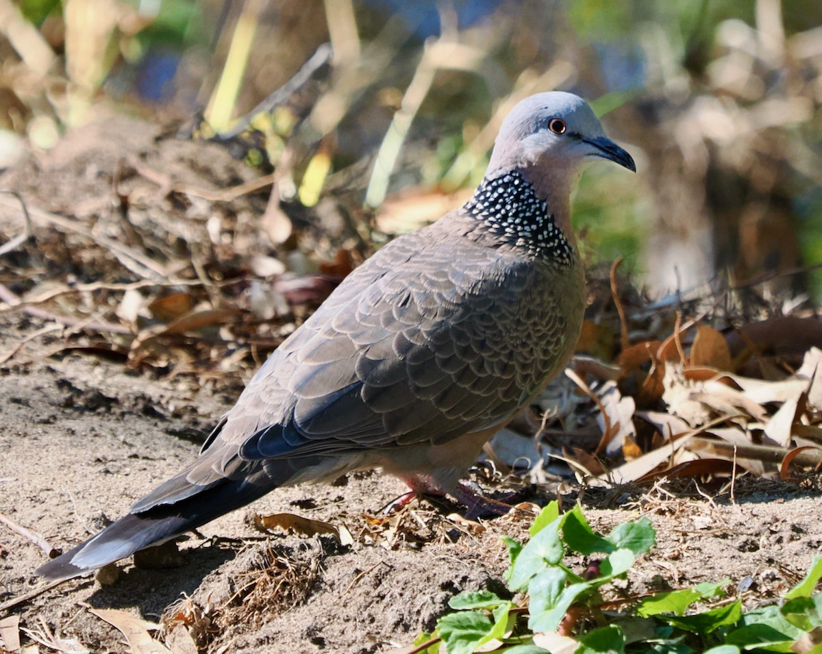 珠頸斑鳩 - ML619215975