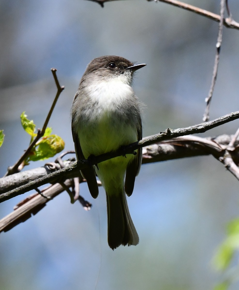 Eastern Phoebe - ML619215977