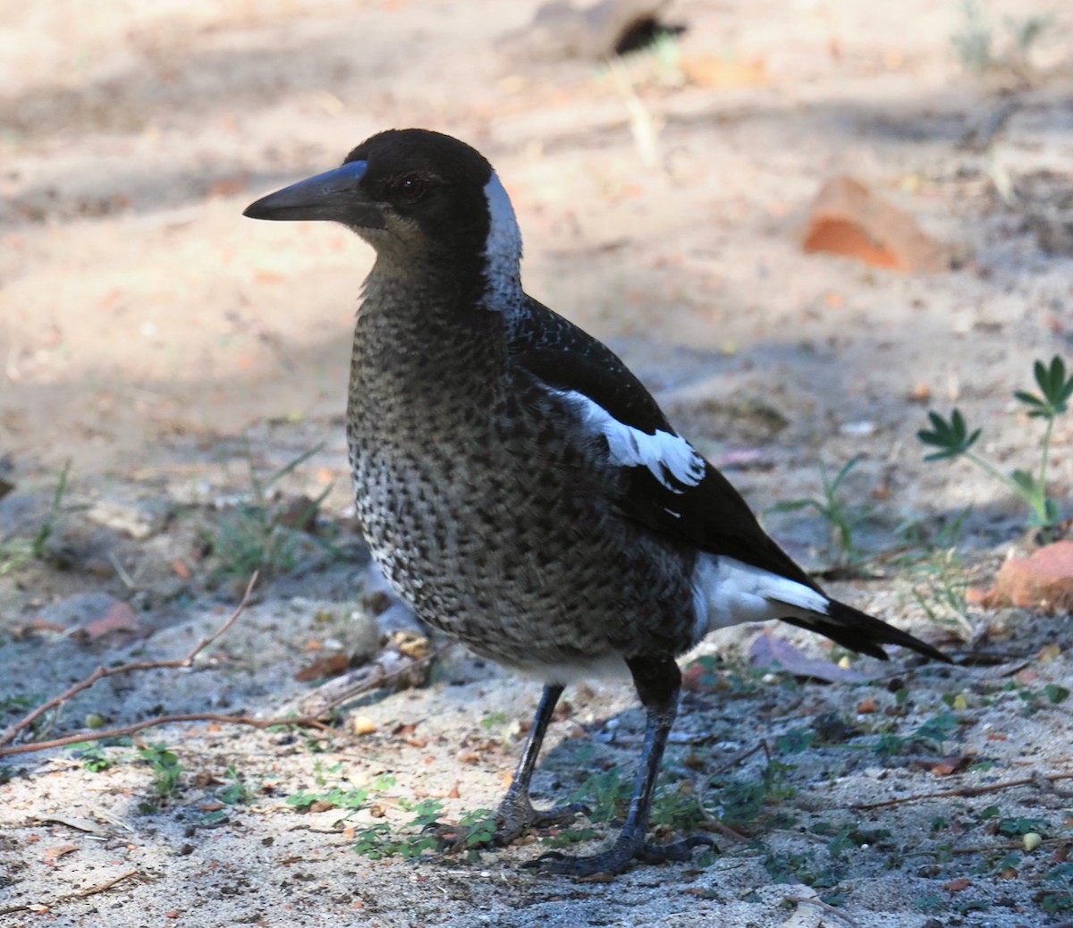 Australian Magpie (Western) - Ken Glasson