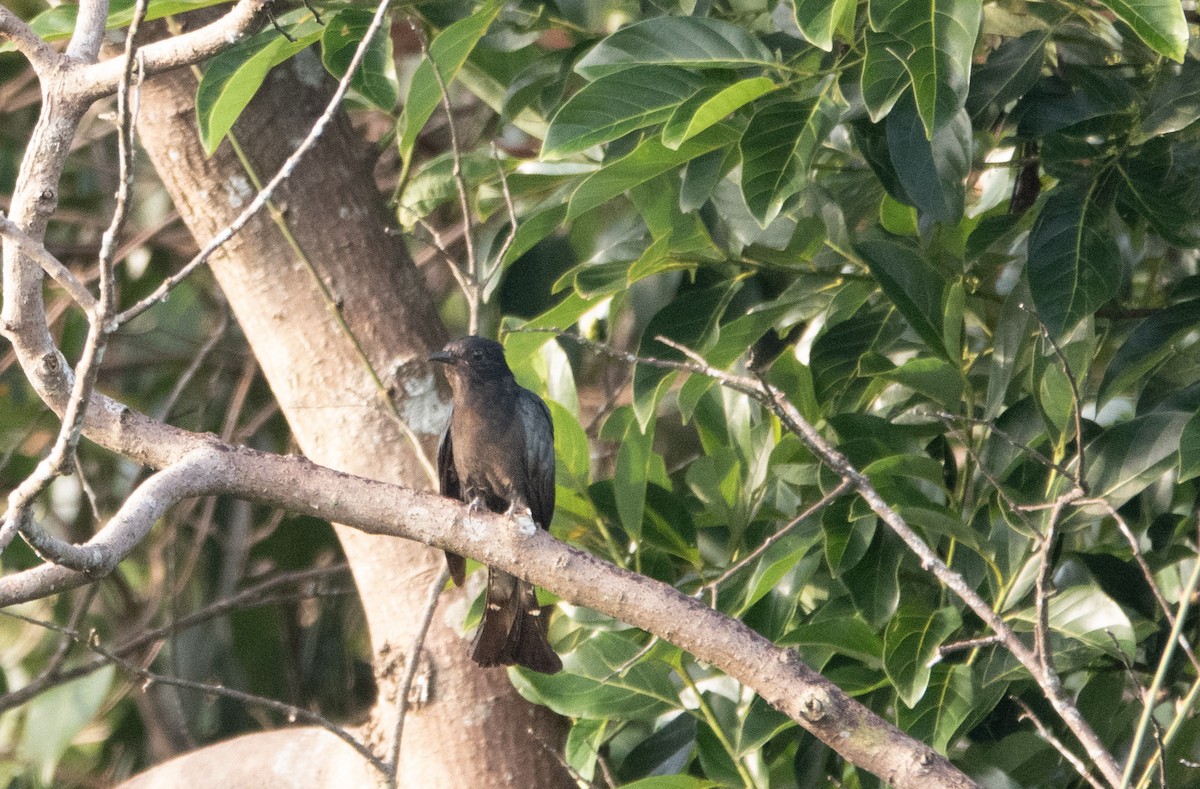Square-tailed Drongo-Cuckoo - Guillaume Desjardins