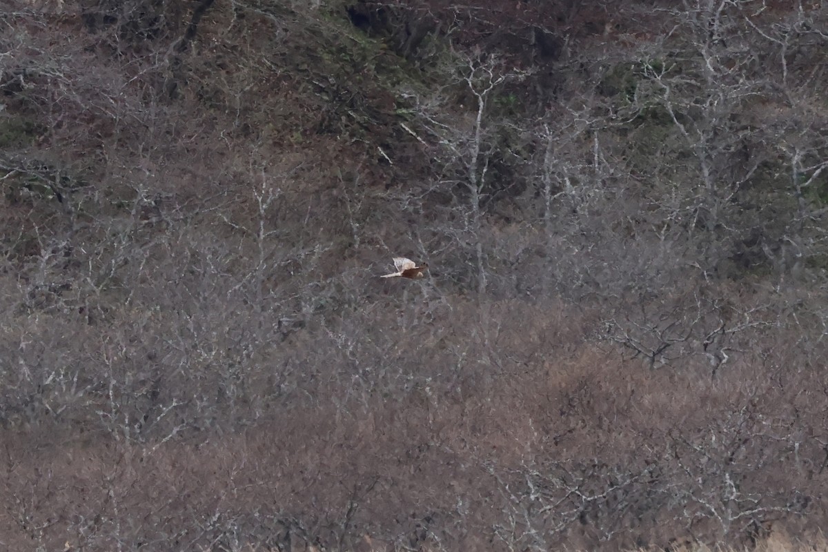 harrier sp. - 佑淇 陳