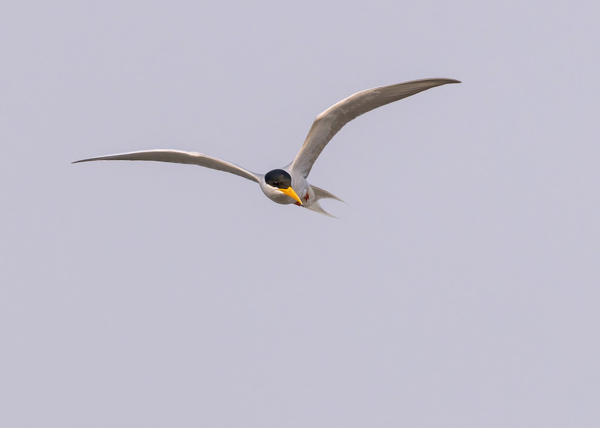 River Tern - ML619216020