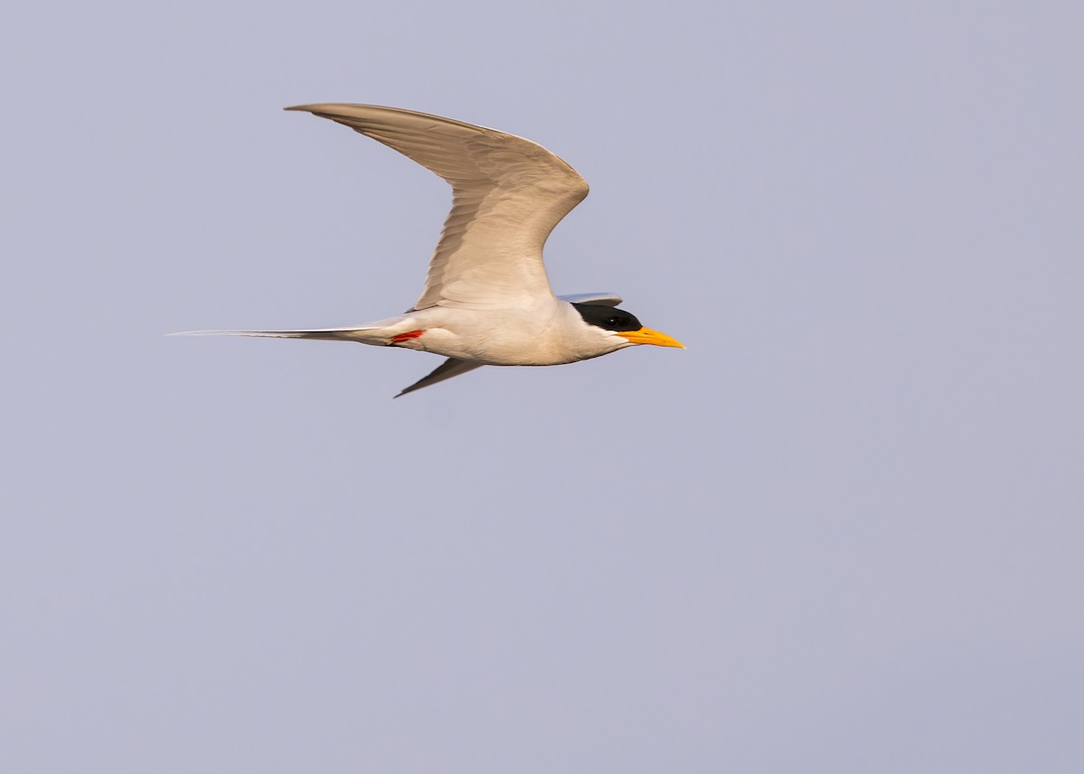 River Tern - Ma Yan Bryant