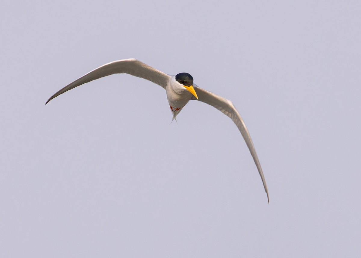 River Tern - ML619216022