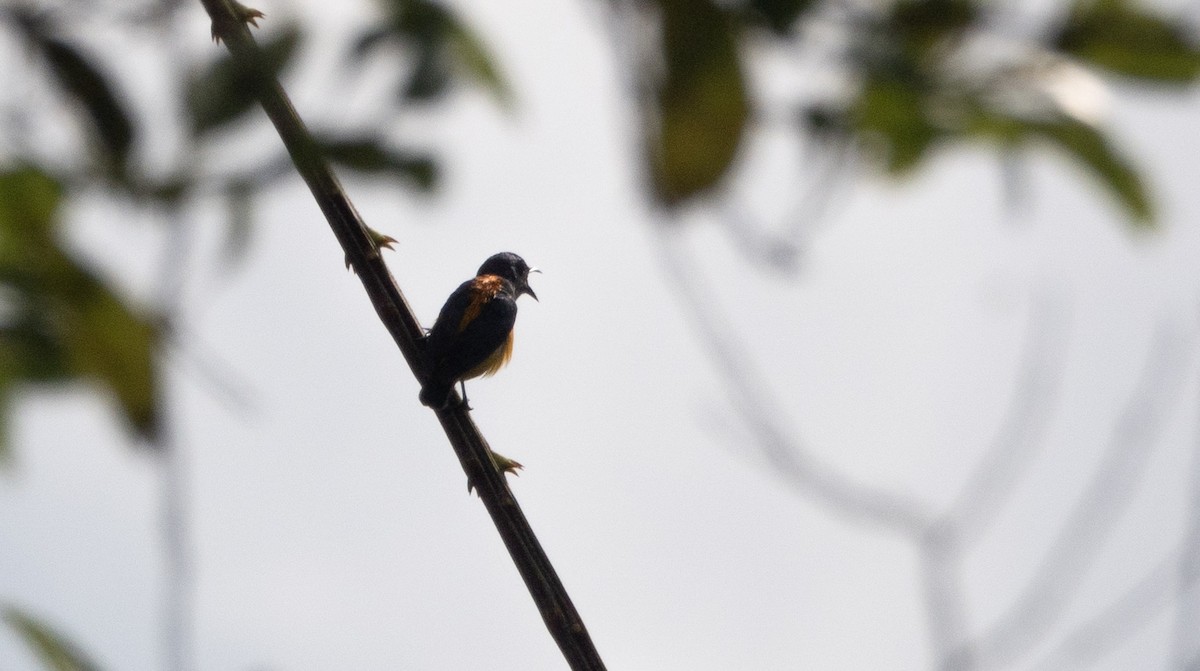 Orange-bellied Flowerpecker - Guillaume Desjardins