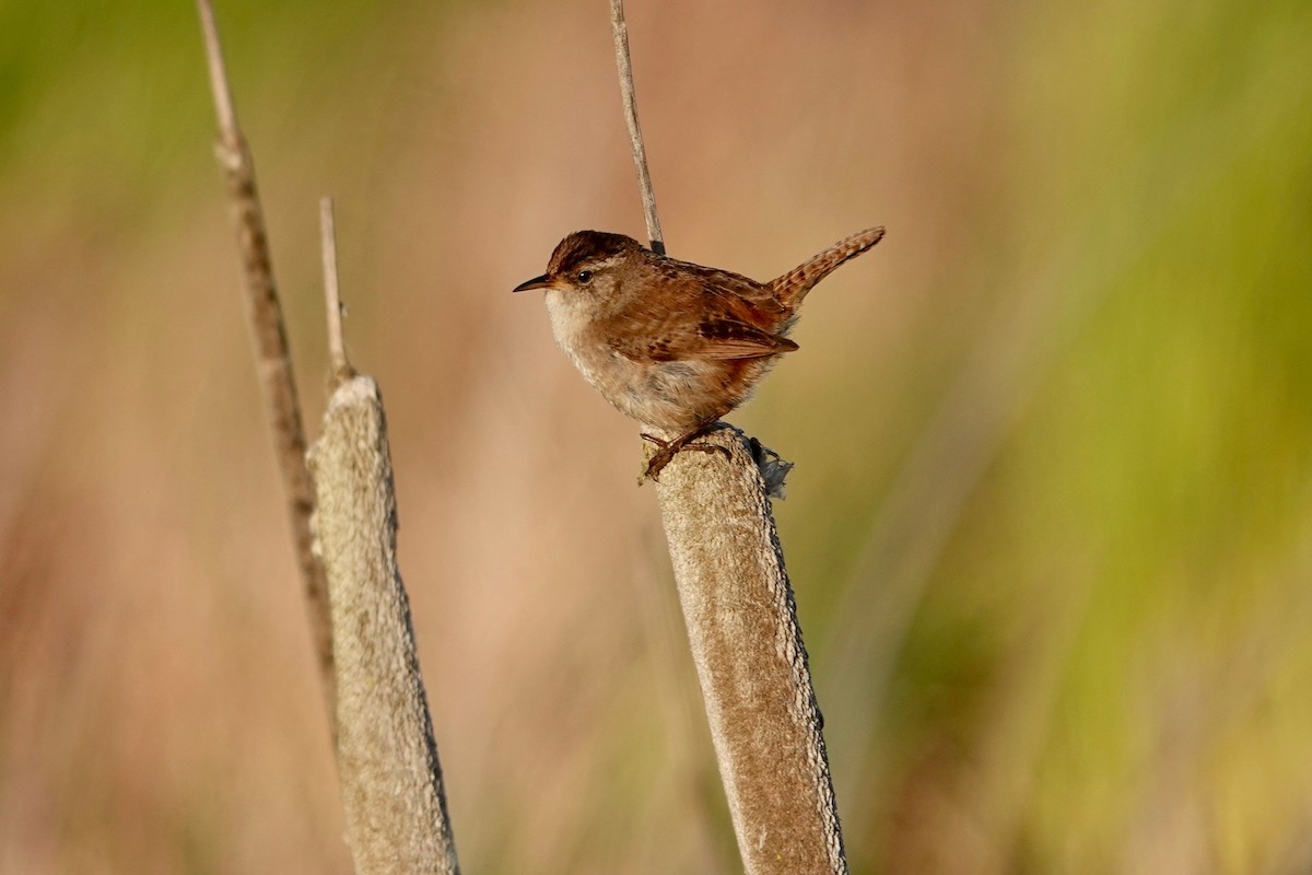 Marsh Wren - Neepa s