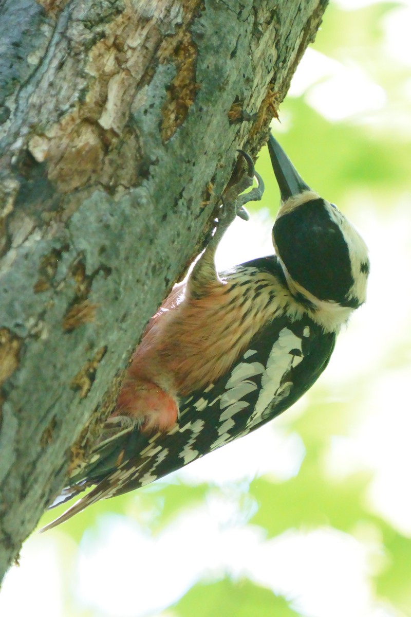 White-backed Woodpecker - Osam y