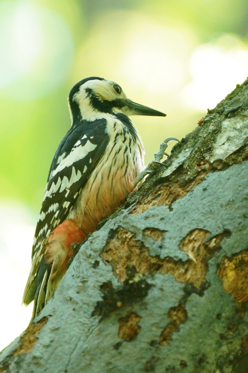 White-backed Woodpecker - Osam y