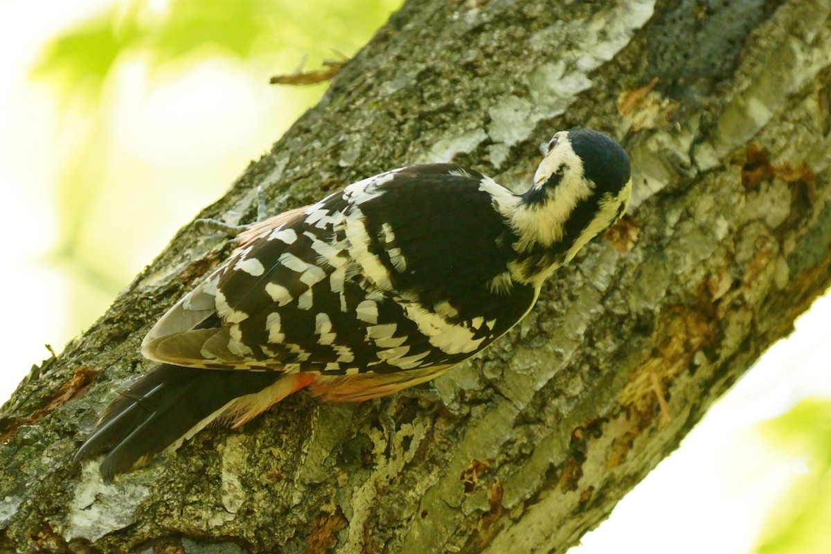 White-backed Woodpecker - Osam y