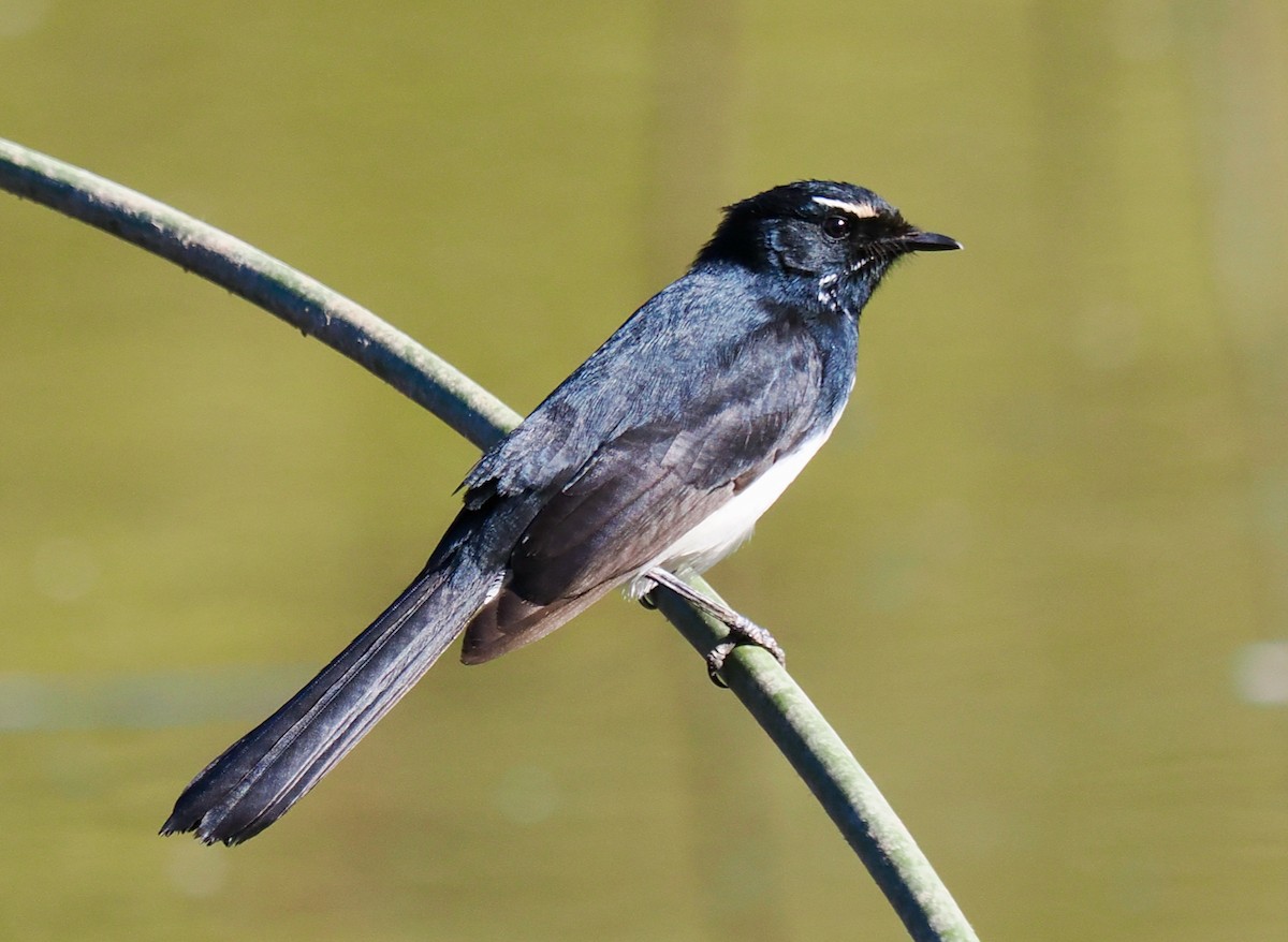 Willie-wagtail - Ken Glasson