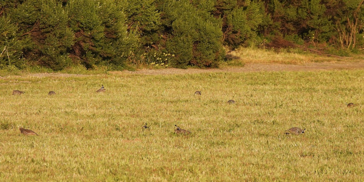 California Quail - Michael I Christie