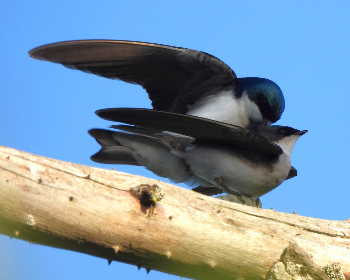 Tree Swallow - ML619216060