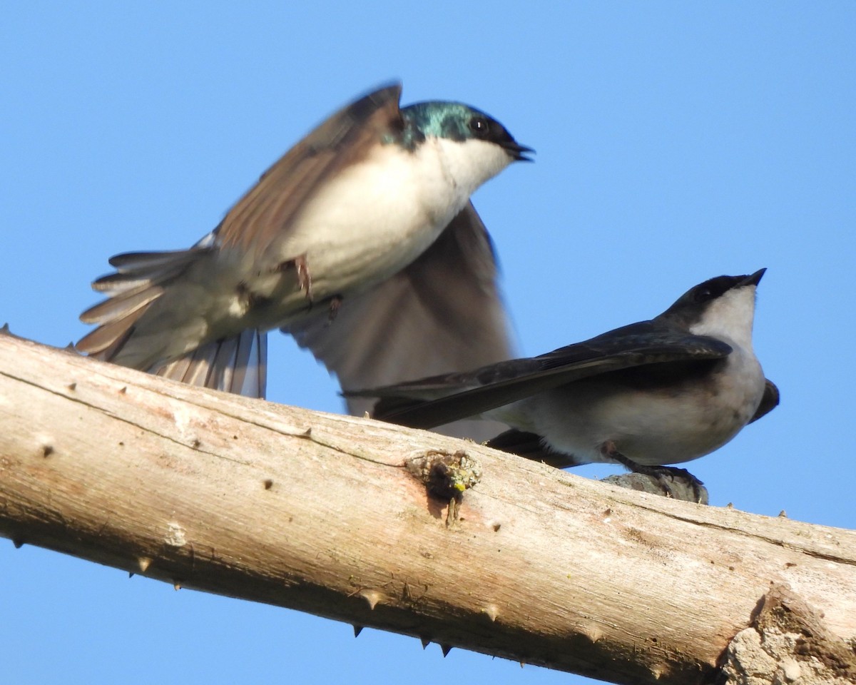 Tree Swallow - Michael I Christie