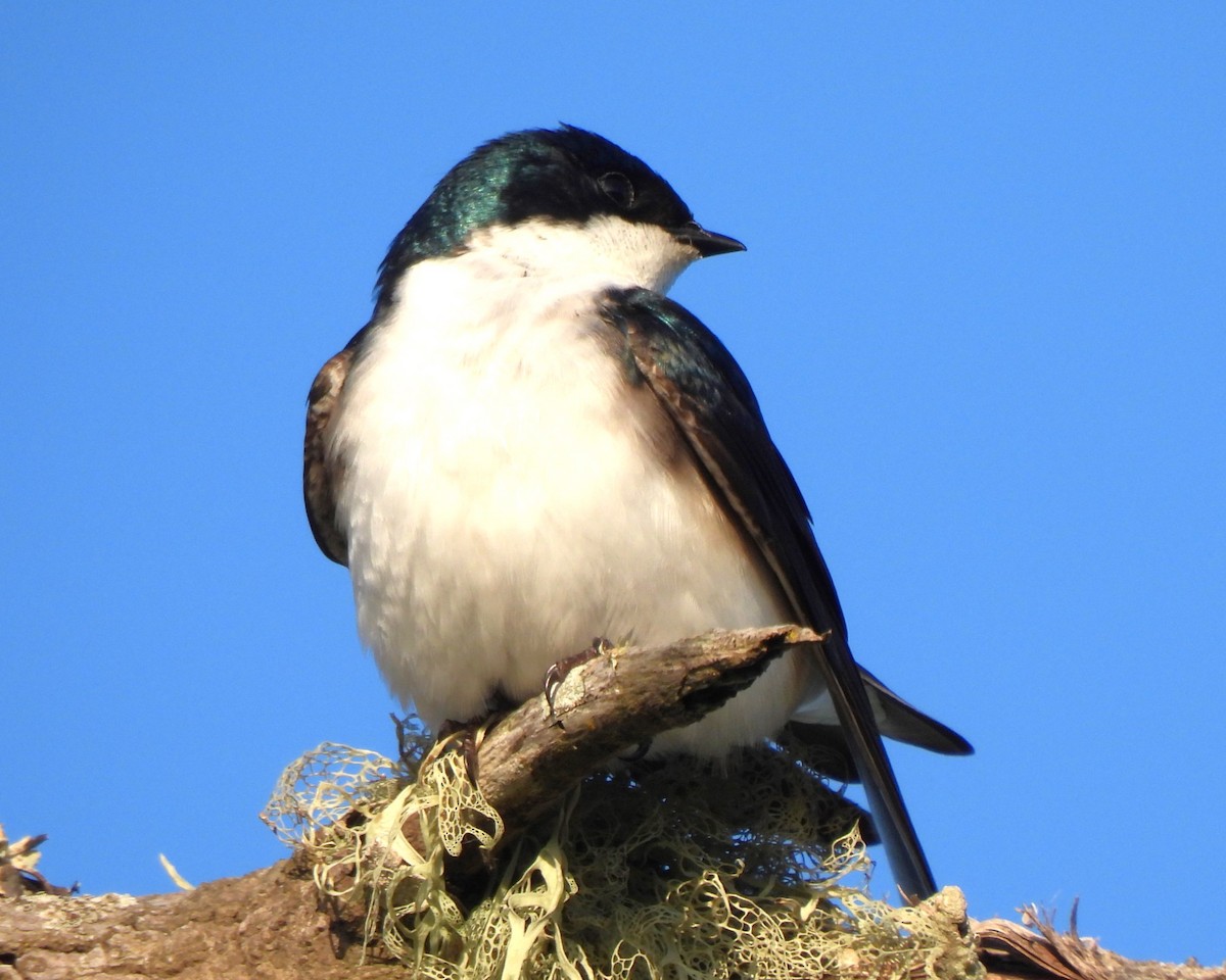 Tree Swallow - Michael I Christie