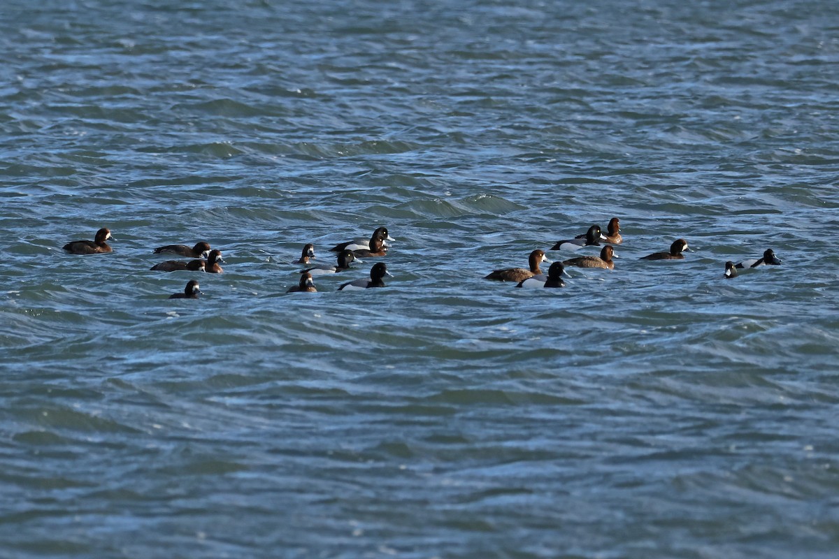 Greater Scaup - ML619216074